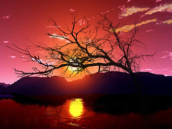 nature, trees, sun, sunsets HD wallpaper