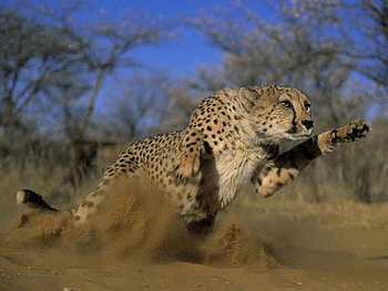 running cat, nature, animals HD wallpaper