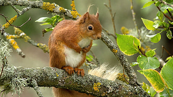 Brown Squirrel Is Looking Down Standing On Tree Branch Squirrel HD wallpaper
