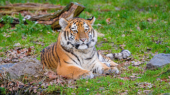Siberian Tiger Is Lying Down On Grass In Blur Tree Trunk Background Tiger HD wallpaper