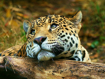 Animals, Leopards HD wallpaper