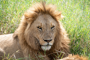 Nature, Muzzle, Lion, Predator, Big Cat, Sight, Opinion HD wallpaper