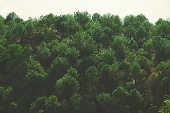 Nature, Trees, View From Above, Foliage HD wallpaper