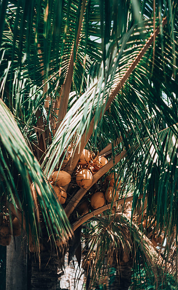 Nature, Leaves, Plant, Palm, Fruit, Fetus HD phone wallpaper