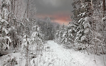 Landscape, Trees, Snow HD wallpaper