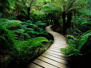 Landscape, Trees HD wallpaper
