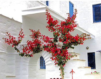 Red white and blue, white house, blue shudders, tri level, red tree HD wallpaper