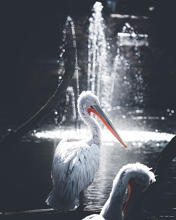 Animals, Water, Glare, Bird, Pelican HD phone wallpaper