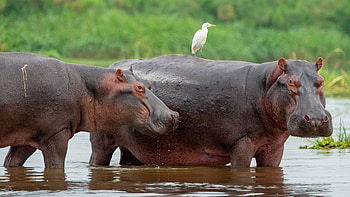 Bathing, Hippopotamus HD wallpaper