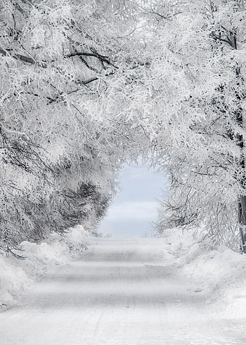 Winter, Snow, Road, Forest, Minimalism, Branches, Frost, Hoarfrost, Arch HD phone wallpaper
