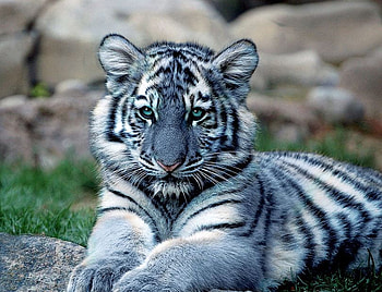 Maltese Tiger, blue, white, black, tiger, grey, cat, grass, rocks HD wallpaper
