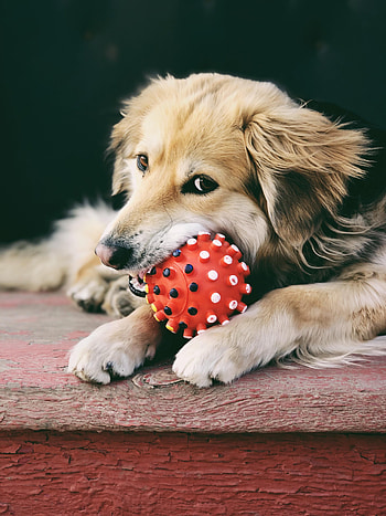 Funny, Animals, Dog, Pet, Retriever HD phone wallpaper