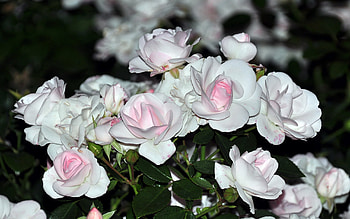 Plants, Flowers, Roses HD wallpaper