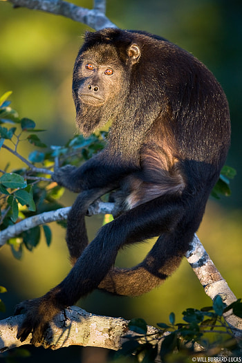 Male Howler Monkey, Will Burrard Lucas, Dominant, Alpha HD phone wallpaper