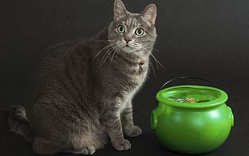 Animals, Cat, Toy, Treasure HD wallpaper