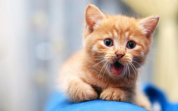 Cat pics, For HD wallpaper