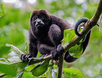 Howler Monkey, Playful behavior, Group dynamics, Social tension relief HD wallpaper