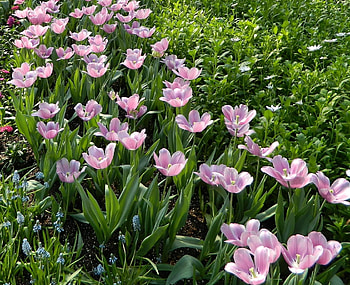 Flowers, Tulips, Greens, Flower Bed, Flowerbed, Spring, Muskari, Muscari HD wallpaper