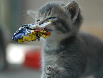 Hungry Cat, meow, cat, paper, hungry HD wallpaper