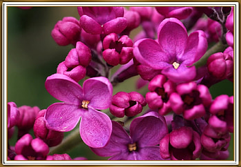 LOVELY LILACS, NATURE, LILACS, LOVELY HD wallpaper