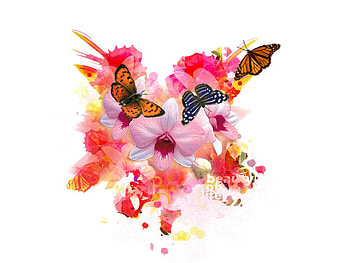PLAIN YET BRIGHT, plain, butterflies, bright, explosive, flowers HD wallpaper