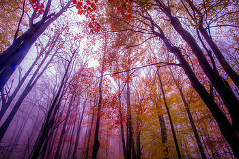 Trees, Nature, , Tree, Canopy, Fall, Forest, Season HD wallpaper