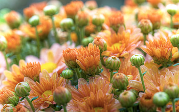 Flowers, Chrysanthemum, Drops, Beauty, Bouquet, Gentle, Delicate HD wallpaper