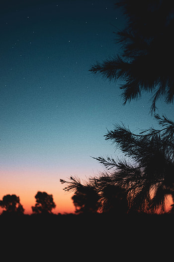 Nature, Night, Starry Sky, Branch HD phone wallpaper
