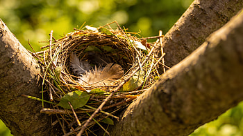 : Serene Bird Nest in Sunlit Grove, Nature, Feather, Tree HD wallpaper