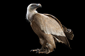 Joel Sartore's graphy, Wildlife conservation, Iconic bird portraits, Nature's wonders HD wallpaper