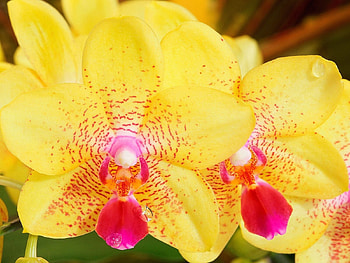 Flower, Macro, Stripes, Streaks, Orchid HD wallpaper