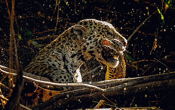 jaguar, wildlife, predator, hunting, wild cat, jaguar on the hunt, dangerous animals, jaguars HD wallpaper