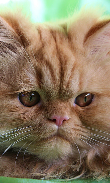 Animal Persian cat, Beautiful eyes, Fluffy fur, Elegant pet HD phone wallpaper