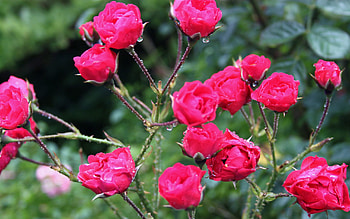 Flowers, Roses, Rain, Drops, Bush, Freshness, Thorns, Spikes HD wallpaper