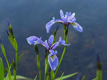 Flowers, Blur, Smooth, Greens, Irises HD wallpaper