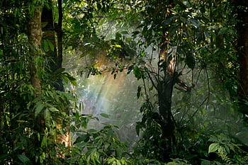 Captivating view of sunlight streaming through lush rainforest leaves, creating a serene natural atmosphere. HD wallpaper