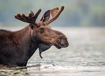 Gorgeous moose deer, Nature's beauty, Mesmerizing visuals HD wallpaper