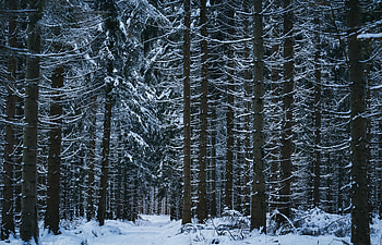 Winter, Nature, Trees, Snow, Forest HD wallpaper