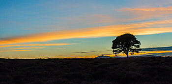 Nature, Horizon, Silhouette, Wood, Tree HD wallpaper