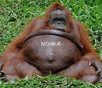 Monkae, monke-monke__, Monke-monkae HD wallpaper