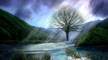 Lake, other, nature, tree HD wallpaper