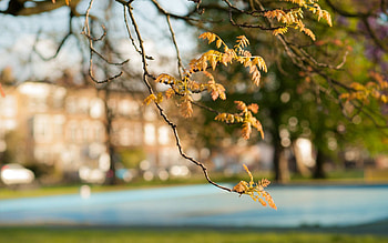 Nature, Autumn, Leaves, Blur, Branches, Foreground HD wallpaper