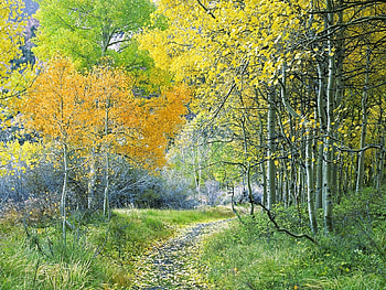 Plants, Landscape, Nature, Trees, Roads HD wallpaper