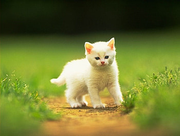 Beautiful Kitten, kitten, looking, white, beautiful, grass HD wallpaper