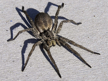Spider beauty captured, Animal kingdom's marvel, Macro graphy artistry HD wallpaper