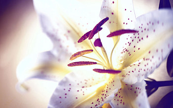 Flower, Macro, Points, Point, Lily, Pistils, Pestics HD wallpaper