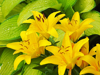 Lilies In Summer, Flowers, Summer, Nature, Lilies, graphy HD wallpaper