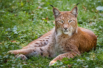 Red Lynx, , Bobcat HD wallpaper