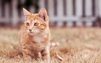 Animals, Cats HD wallpaper