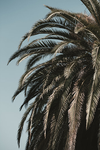 Nature, Sky, Leaves, Wood, Tree, Palm, Branches, Vegetation, Tropics HD phone wallpaper